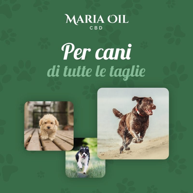 CBD Öl 5% für Hunde – Bild 5
