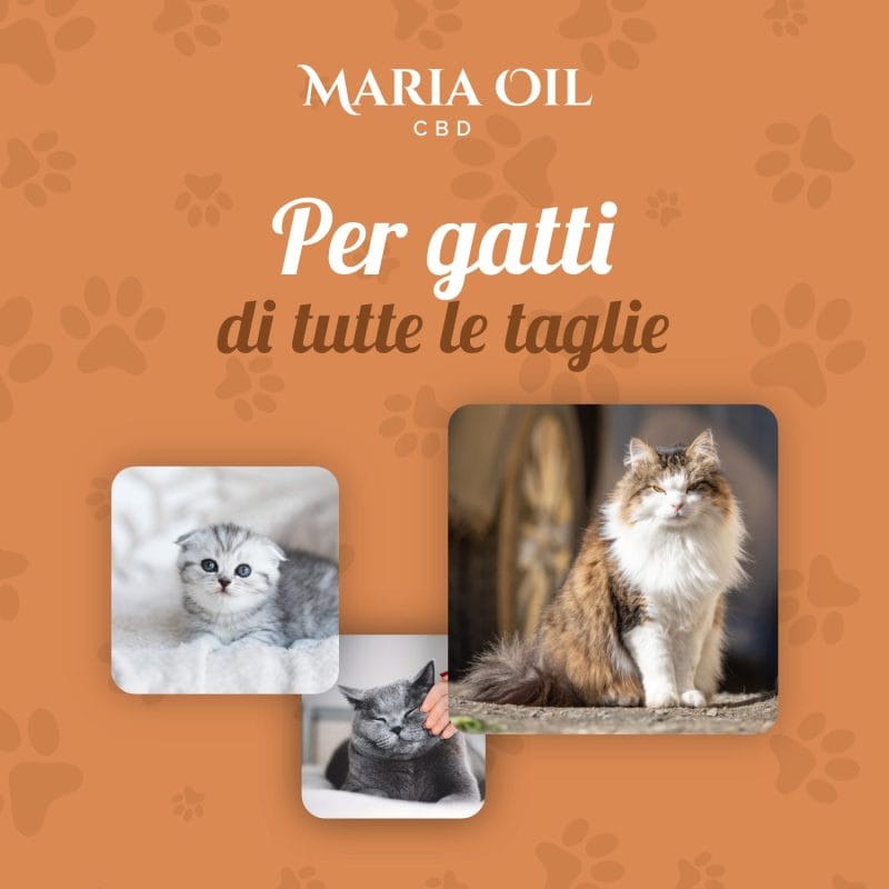 CBD Öl 5% für Katzen – Bild 5
