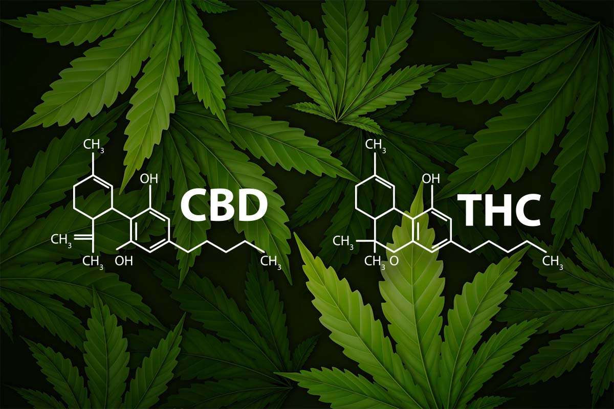 Der Unterschied Zwischen CBD Und THC: Eigenschaften Und Wirkungsweise