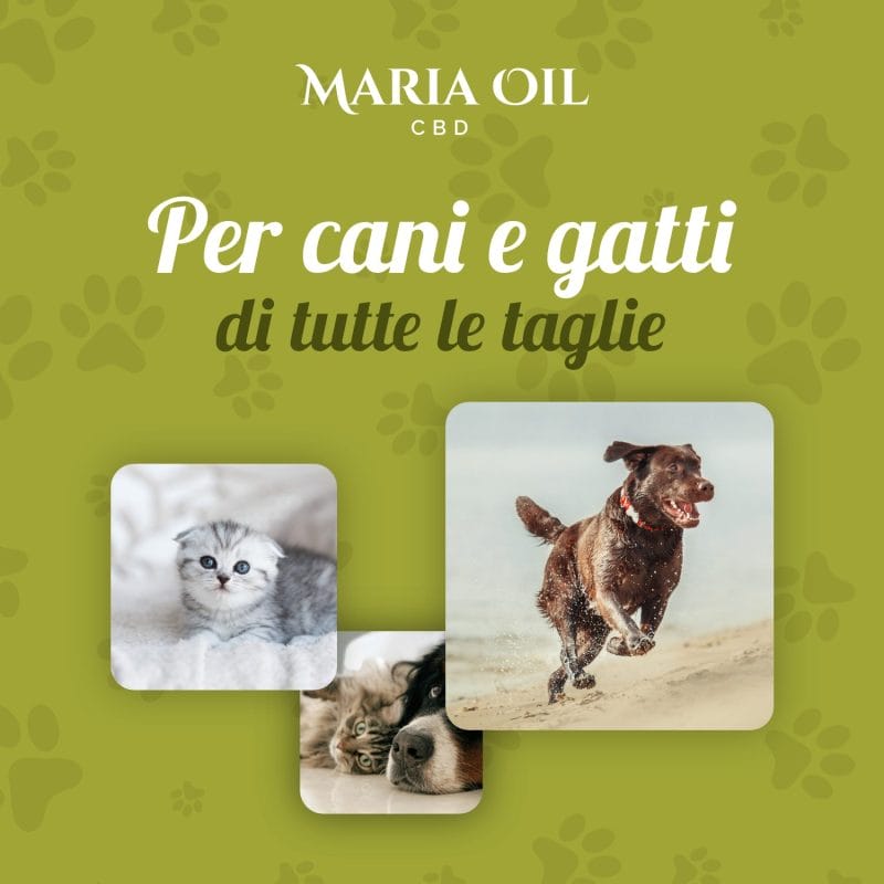 CBD Pet Öl 5 % für Tiere – Bild 4